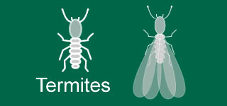Termites Wings